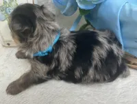 Merle - Blue Boy, a male Yorkshire Terrier for sale in Somerville, AL – Photo 7 of 7