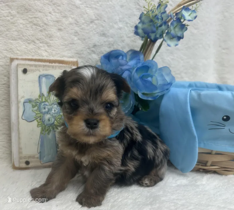 Merle - Blue Boy – Yorkshire Terrier puppy for sale in Somerville, AL
