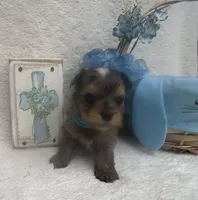 Merle - Blue Boy, a male Yorkshire Terrier for sale in Somerville, AL – Photo 5 of 7