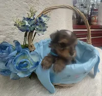 Merle - Blue Boy, a male Yorkshire Terrier for sale in Somerville, AL – Photo 3 of 7