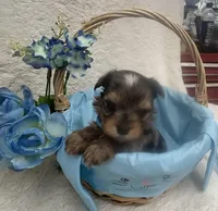 Merle - Blue Boy, a male Yorkshire Terrier for sale in Somerville, AL – Photo 4 of 7