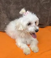 Piper, a female Maltipoo for sale in Somerville, AL – 4 of 7