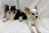 BREEDERS - Bentley & Lily, a female Chihuahua for sale in Somerville, AL – 3 of 5