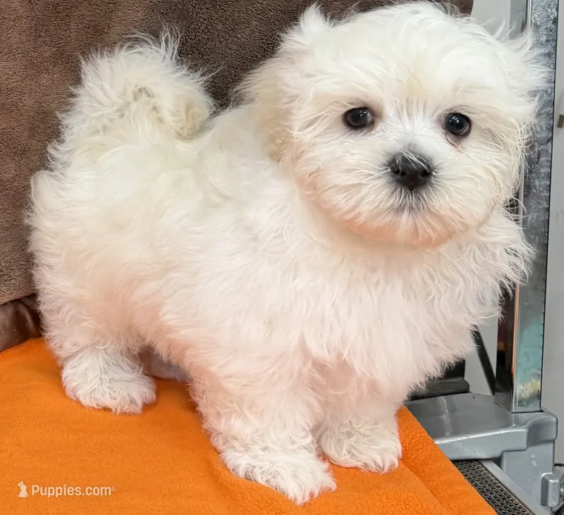 Blue Boy – Maltipoo puppy for sale in Somerville, AL