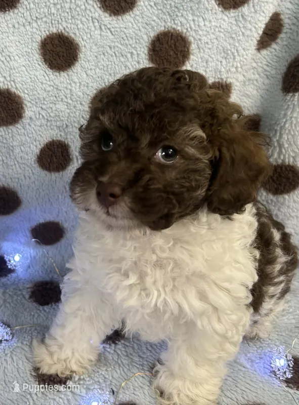 Brown & White Boy – Poodle - Toy  puppy for sale in Somerville, AL