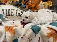 Blue Boy, a male Maltipoo for sale in Somerville, AL – 4 of 5