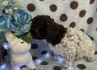 Tri Color Female , a female Poodle - Toy  for sale in Somerville, AL – 5 of 7