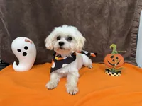 Gio, a male Maltese for sale in Somerville, AL – 3 of 8