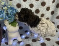 Tri Color Female , a female Poodle - Toy  for sale in Somerville, AL – 7 of 7