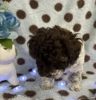 Tri Color Female , a female Poodle - Toy  for sale in Somerville, AL – 4 of 7