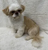 Walley, a male Shih Tzu for sale in Somerville, AL – 4 of 8
