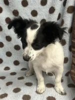 Black & White Chihuahua , a male Chihuahua for sale in Somerville, AL – 3 of 8