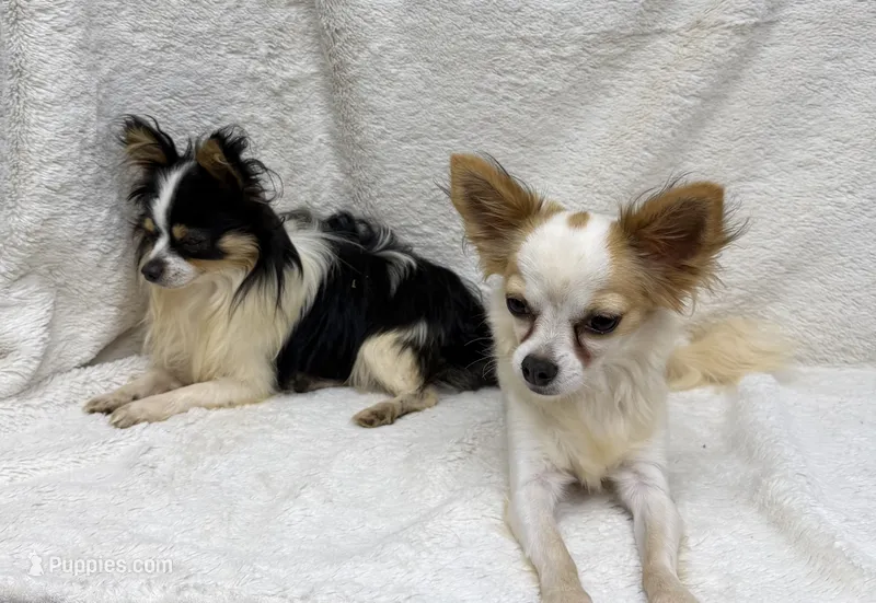BREEDERS - Bentley & Lily – Chihuahua puppy for sale in Somerville, AL