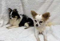 BREEDERS - Bentley & Lily, a female Chihuahua for sale in Somerville, AL – 1 of 5