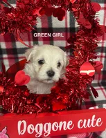 Malti Poo Green Girl, a female Maltipoo for sale in Huntsville, AL – Photo 1 of 7