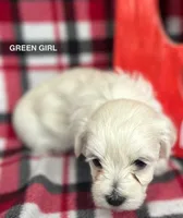 Malti Poo Green Girl, a female Maltipoo for sale in Huntsville, AL – Photo 4 of 7