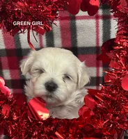 Malti Poo Green Girl, a female Maltipoo for sale in Huntsville, AL – Photo 5 of 7