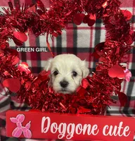 Malti Poo Green Girl, a female Maltipoo for sale in Huntsville, AL – Photo 7 of 7