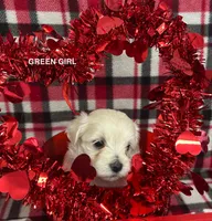 Malti Poo Green Girl, a female Maltipoo for sale in Huntsville, AL – Photo 6 of 7