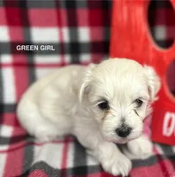 Malti Poo Green Girl, a female Maltipoo for sale in Huntsville, AL – Photo 3 of 7