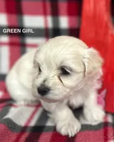 Malti Poo Green Girl, a female Maltipoo for sale in Huntsville, AL – Photo 2 of 7