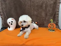 Gio, a male Maltese for sale in Somerville, AL – 5 of 8