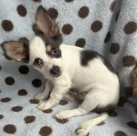 Blue Tri color Chihuahua, a male Chihuahua for sale in Somerville, AL – 4 of 10