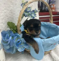 Yellow girl, a female Yorkshire Terrier for sale in Somerville, AL – Photo 4 of 9