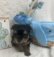 Yellow girl, a female Yorkshire Terrier for sale in Somerville, AL – Photo 7 of 9