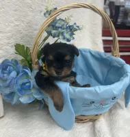 Yellow girl, a female Yorkshire Terrier for sale in Somerville, AL – Photo 5 of 9