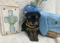 Yellow girl, a female Yorkshire Terrier for sale in Somerville, AL – Photo 1 of 9