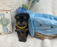 Yellow girl, a female Yorkshire Terrier for sale in Somerville, AL – Photo 2 of 9