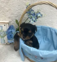 Yellow girl, a female Yorkshire Terrier for sale in Somerville, AL – Photo 6 of 9