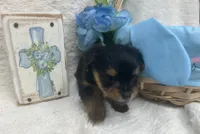 Yellow girl, a female Yorkshire Terrier for sale in Somerville, AL – Photo 8 of 9