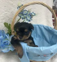 Yellow girl, a female Yorkshire Terrier for sale in Somerville, AL – Photo 3 of 9