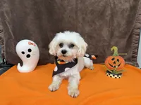 Gio, a male Maltese for sale in Somerville, AL – 4 of 8