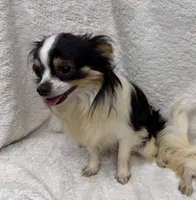 BREEDERS - Bentley & Lily, a female Chihuahua for sale in Somerville, AL – 5 of 5