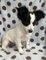 Black & White Chihuahua , a male Chihuahua for sale in Somerville, AL – 2 of 8
