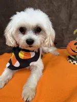 Gio, a male Maltese for sale in Somerville, AL – 1 of 8