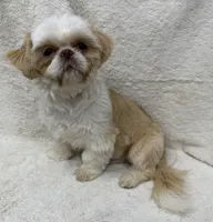Walley, a male Shih Tzu for sale in Somerville, AL – 5 of 8