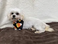 Gio, a male Maltese for sale in Somerville, AL – 8 of 8