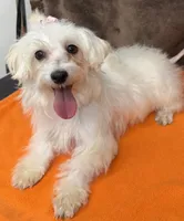 Piper, a female Maltipoo for sale in Somerville, AL – 5 of 7
