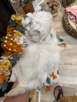 Blue Boy, a male Maltipoo for sale in Somerville, AL – 3 of 5