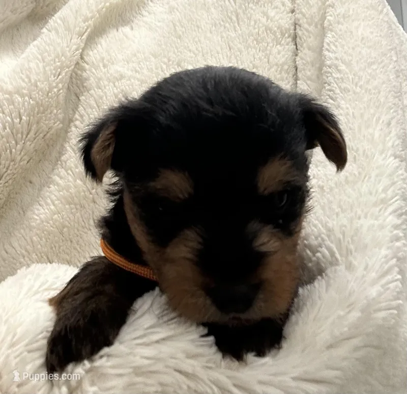 Orange Boy – Yorkshire Terrier puppy for sale in Somerville, AL