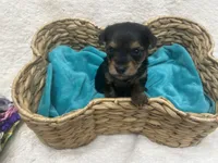 Orange Boy, a male Yorkshire Terrier for sale in Somerville, AL – Photo 3 of 4