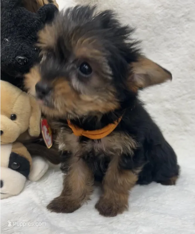 Orange Boy – Yorkshire Terrier puppy for sale in Somerville, AL