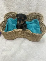 Orange Boy, a male Yorkshire Terrier for sale in Somerville, AL – Photo 4 of 4