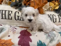 Red Girl, a female Maltipoo for sale in Somerville, AL – 3 of 5