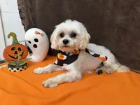 Gio, a male Maltese for sale in Somerville, AL – 6 of 8