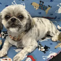 Attention Breeders, a male Shih Tzu for sale in Somerville, AL – Photo 2 of 4